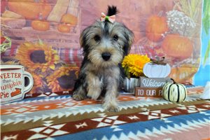 Nicolette - puppy for sale