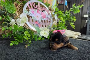North - puppy for sale
