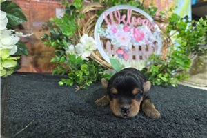 Nash - Yorkshire Terrier - Yorkie for sale