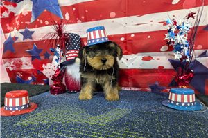 Nash - Yorkshire Terrier - Yorkie for sale