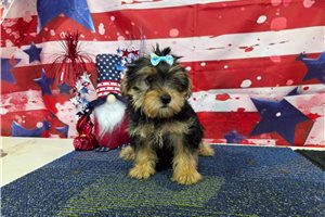 Norma - Yorkshire Terrier - Yorkie for sale