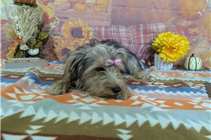 Nicolette - Yorkie for sale