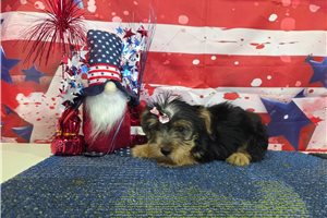 North - Yorkshire Terrier - Yorkie for sale