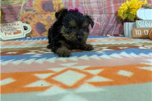 Babe - Yorkshire Terrier - Yorkie for sale
