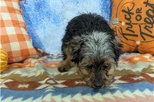 Bailey - Yorkshire Terrier - Yorkie for sale