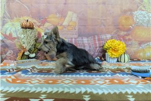 North - Yorkshire Terrier - Yorkie for sale
