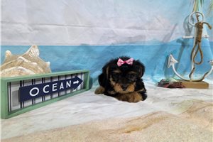 Nicolette - Yorkshire Terrier - Yorkie for sale