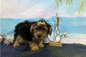 Nicolette - Yorkshire Terrier - Yorkie for sale
