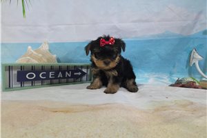 Norma - Yorkshire Terrier - Yorkie for sale