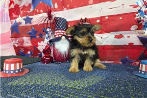 Nicolette - Yorkshire Terrier - Yorkie for sale