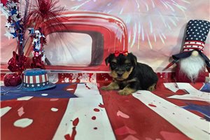 Natasha - Yorkshire Terrier - Yorkie for sale
