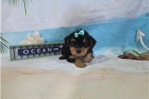 Natasha - Yorkshire Terrier - Yorkie for sale