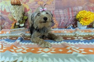 Nicolette - Yorkshire Terrier - Yorkie for sale