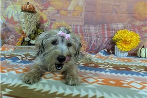 Norma - Yorkie for sale