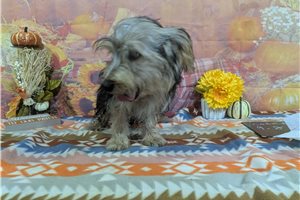 Nash - Yorkshire Terrier - Yorkie for sale