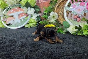 Natasha - puppy for sale