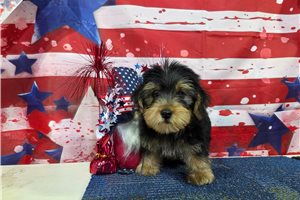 Nash - Yorkshire Terrier - Yorkie for sale