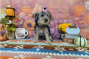Norma - Yorkshire Terrier - Yorkie for sale
