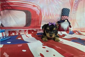 Nicolette - Yorkshire Terrier - Yorkie for sale