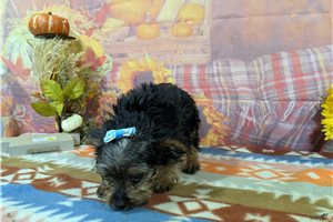 Babe - Yorkie for sale