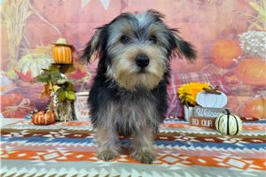 Nash - puppy for sale