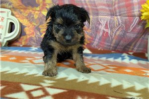 Bailey - Yorkshire Terrier - Yorkie for sale
