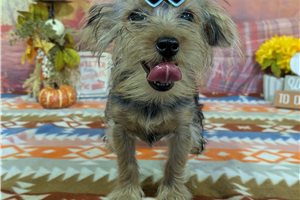 North - Yorkshire Terrier - Yorkie for sale