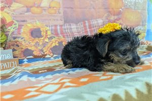 Bailey - Yorkie for sale