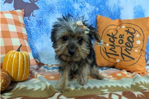 Babe - Yorkie for sale