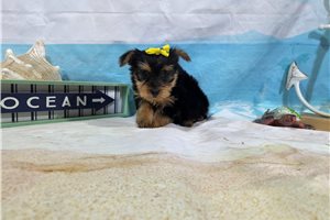 North - Yorkshire Terrier - Yorkie for sale