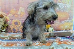 Nash - Yorkie for sale