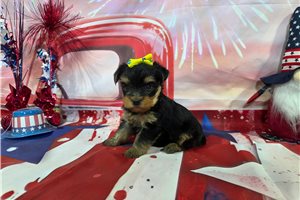 North - Yorkshire Terrier - Yorkie for sale