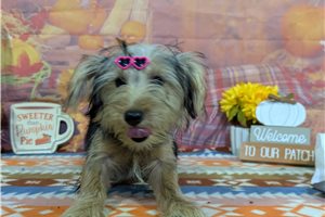 Nicolette - Yorkshire Terrier - Yorkie for sale