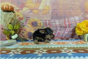 Bailey - Yorkie for sale