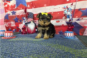 Natasha - Yorkshire Terrier - Yorkie for sale