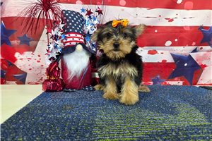 Nicolette - Yorkshire Terrier - Yorkie for sale