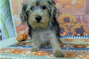 Nash - Yorkshire Terrier - Yorkie for sale