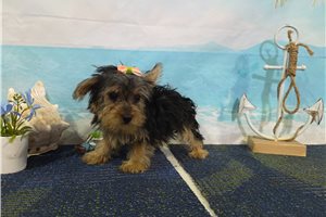 North - Yorkshire Terrier - Yorkie for sale