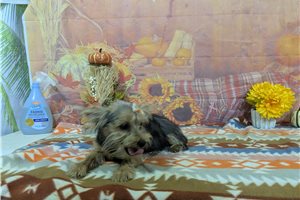 North - Yorkie for sale