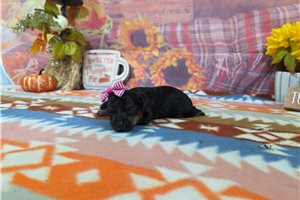 Babe - Yorkshire Terrier - Yorkie for sale