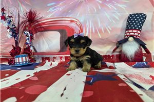 Norma - Yorkshire Terrier - Yorkie for sale