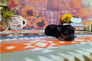 Bailey - puppy for sale