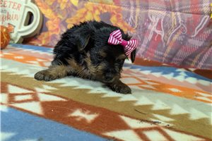 Babe - Yorkshire Terrier - Yorkie for sale
