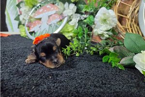 Nicolette - puppy for sale