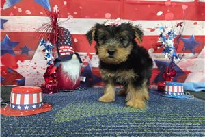 North - Yorkshire Terrier - Yorkie for sale