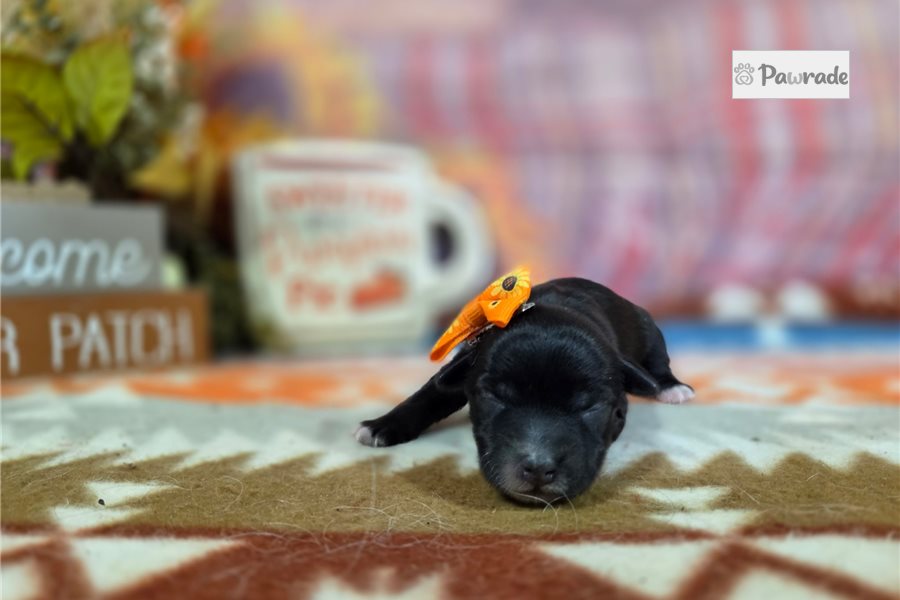 Tiki - Yorkiepoo for sale