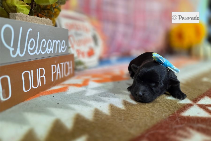Teagan - Yorkiepoo for sale