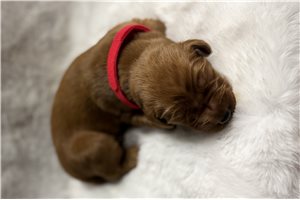 Patriot - Golden Retriever for sale