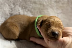 Nebula - Golden Retriever for sale