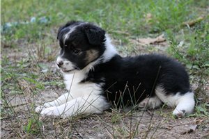 Sasha - Miniature Australian Shepherd for sale
